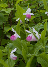 Cypripedium reginae